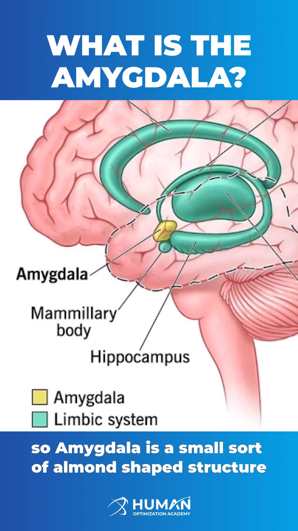 What is the Amygdala? — Neuroscience Short